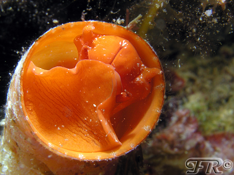 Vermeto arancione?